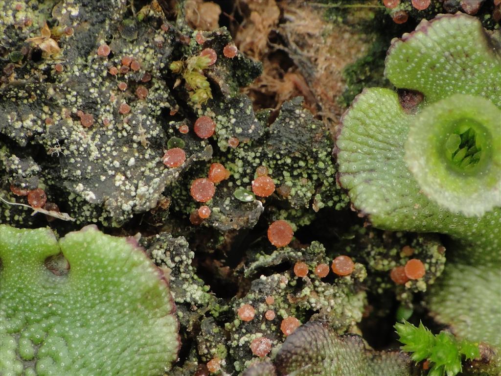 Sarcosagium campestre (door Henk-Jan van der Kolk)