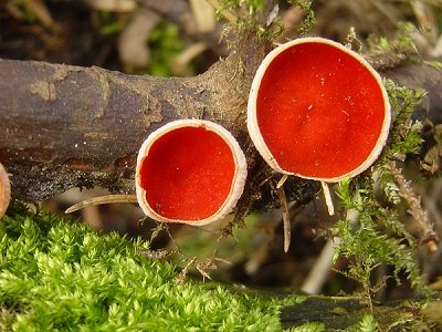 Sarcoscypha austriaca (door Maurice van der Molen)