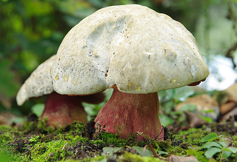 Rubroboletus satanas (door Hans Adema)