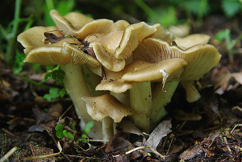 Entoloma clypeatum (door Hans Adema)