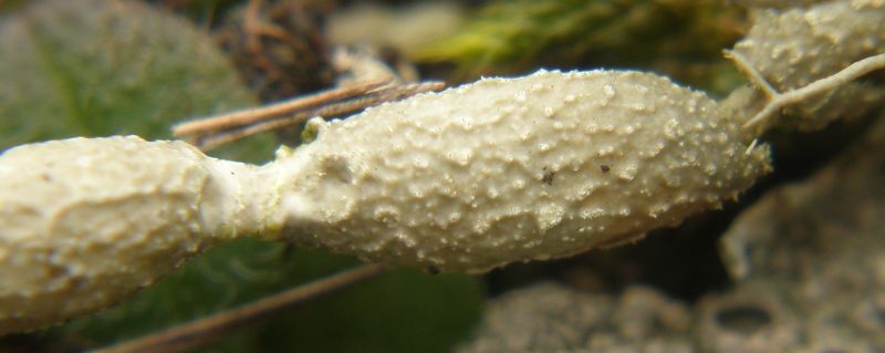 Usnea articulata (door Maarten Langbroek)