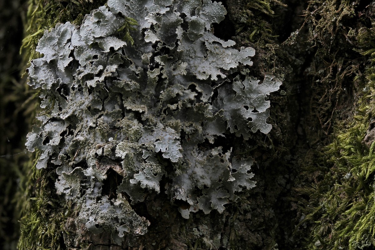 Parmelia saxatilis s.s. (door Arjan de Groot)