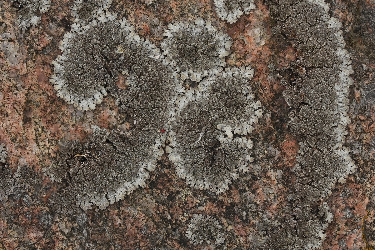 Parmelia saxatilis s.s. (door Arjan de Groot)