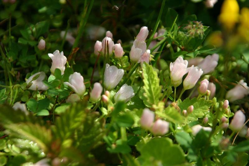 Anagallis tenella (door Petra van der Wiel)