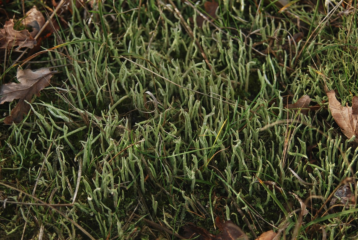 Cladonia subulata (door Arjan de Groot)