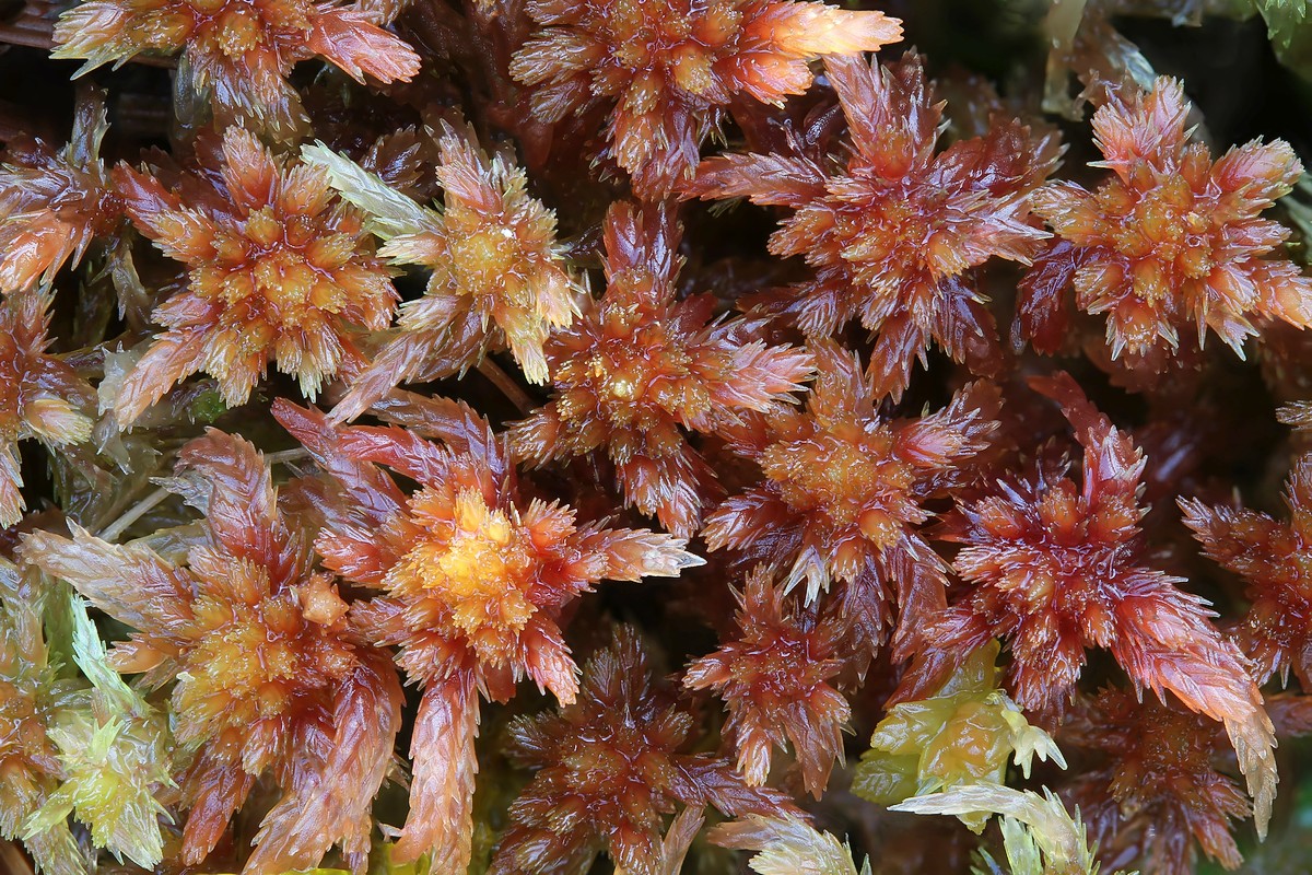 Sphagnum subnitens (door Arjan de Groot)