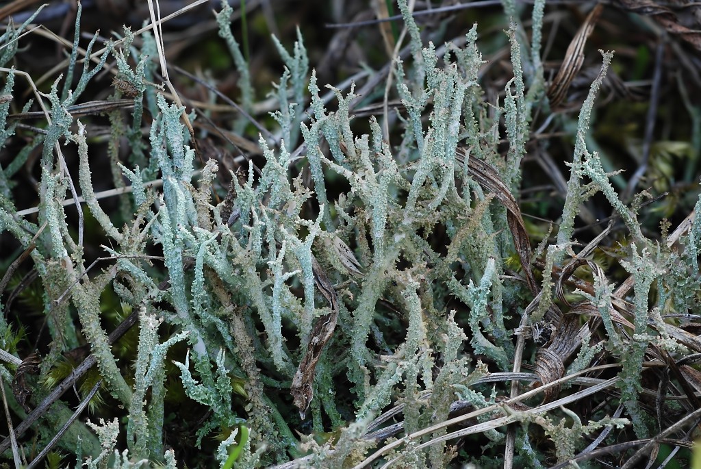 Cladonia scabriuscula (door Arjan de Groot)