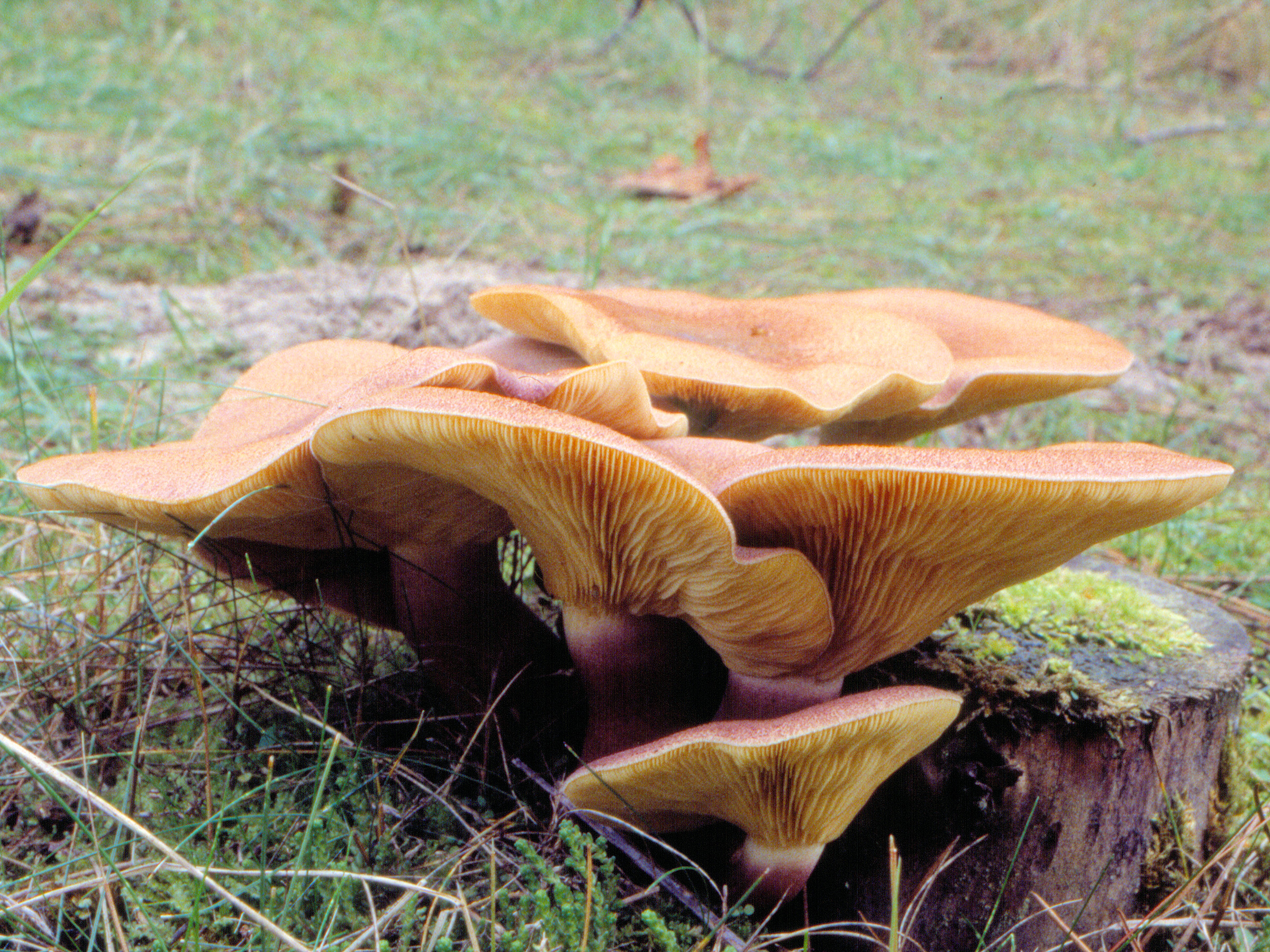 Tricholomopsis rutilans (door Grieta Fransen)