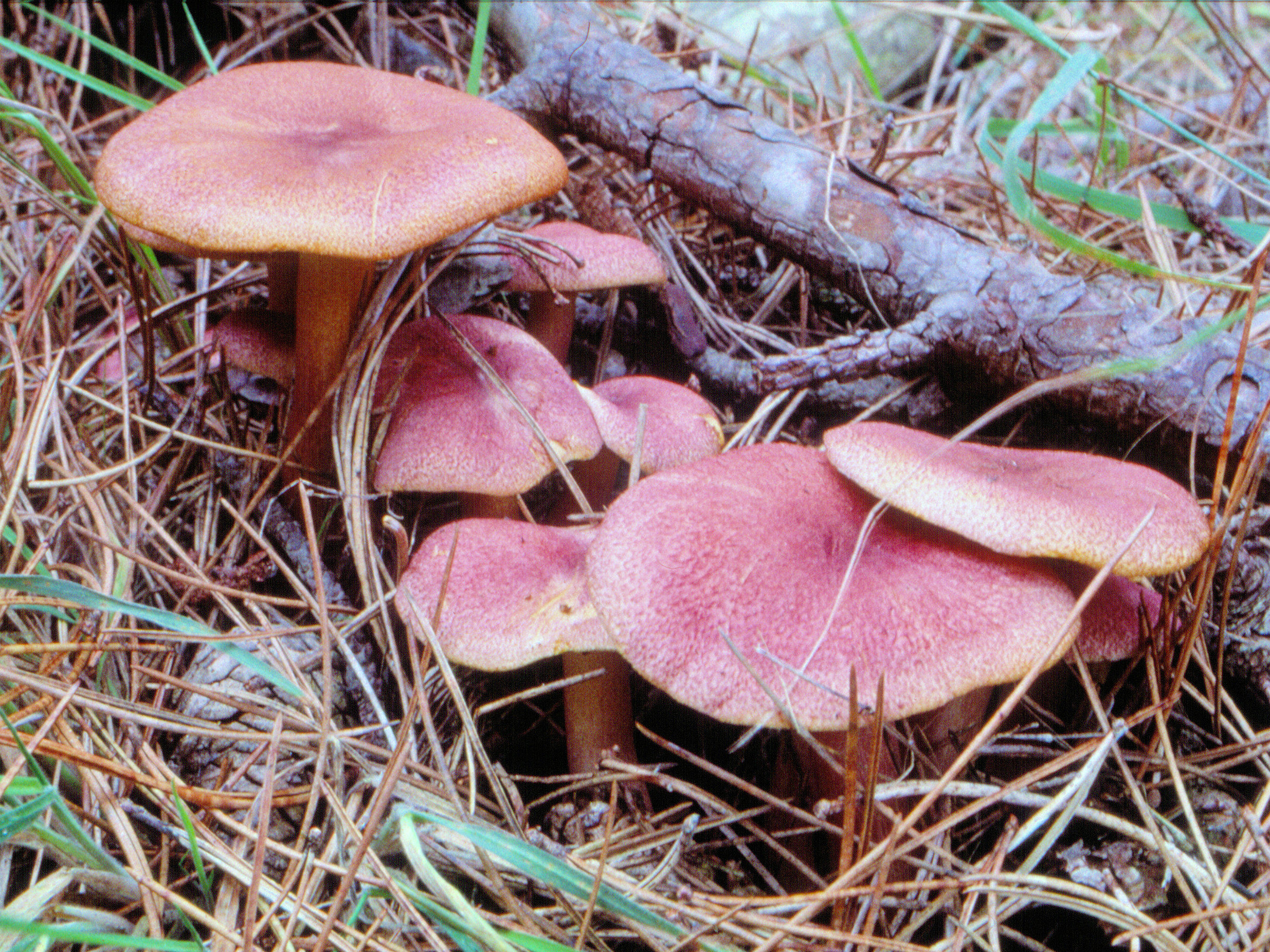 Tricholomopsis rutilans (door Grieta Fransen)