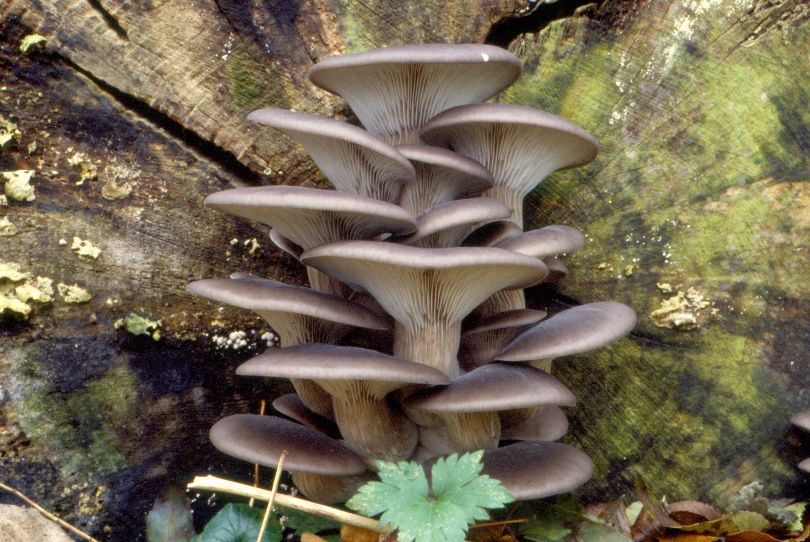 Pleurotus ostreatus (door Grieta Fransen)