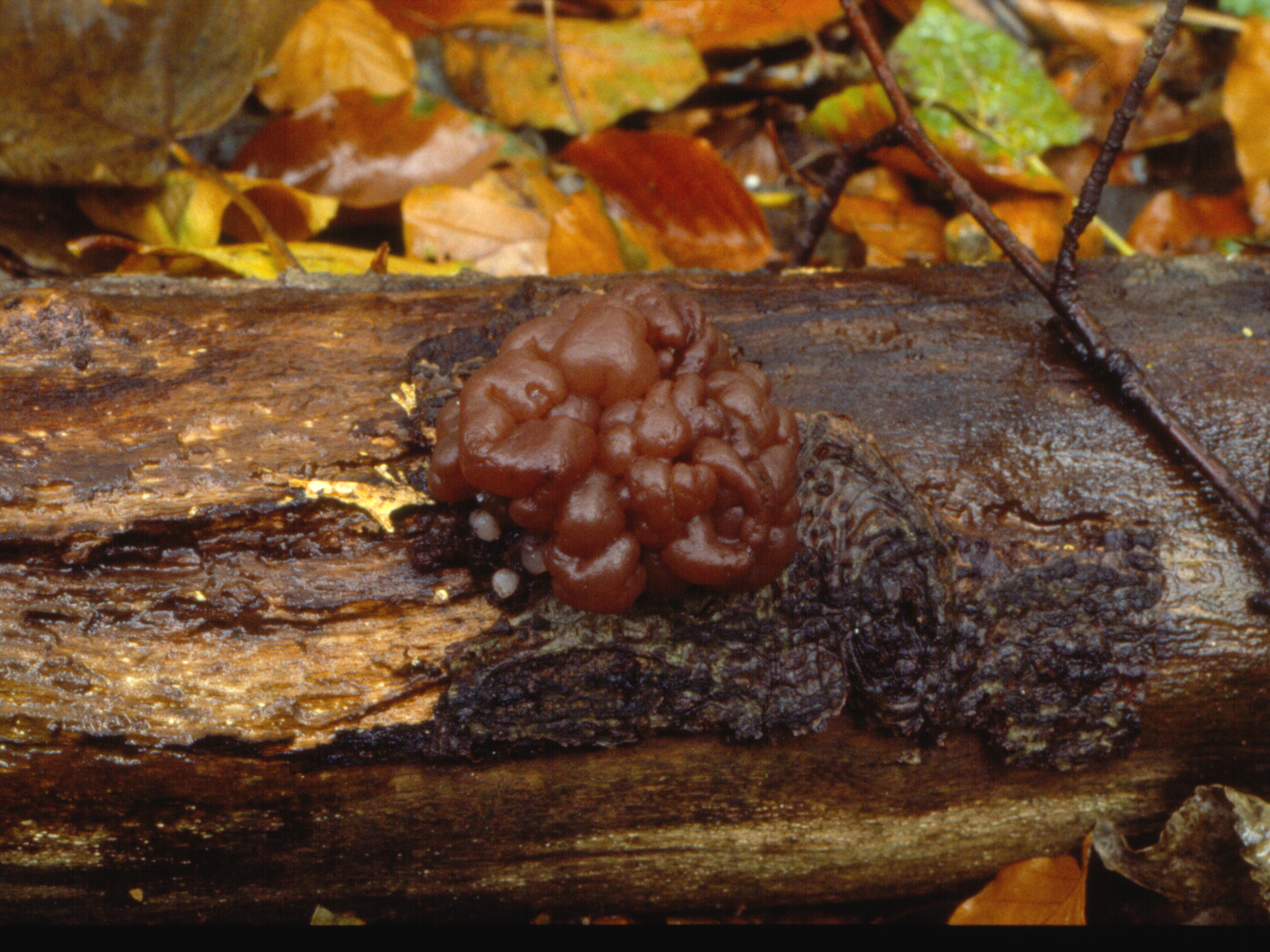 Ascotremella faginea (door Grieta Fransen)