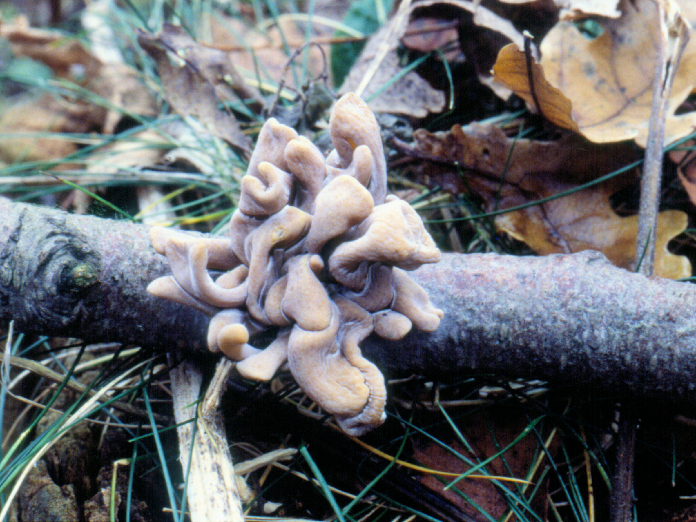 Macrotyphula fistulosa var. contorta (door Grieta Fransen)