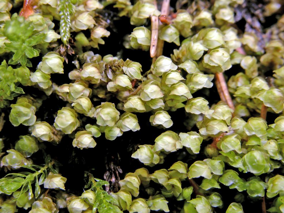 Scapania nemorea (door Dick Haaksma)