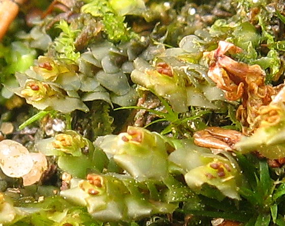 Scapania nemorea (door Andrew Spink)