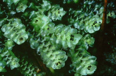 Scapania nemorea (door Klaas van der Veen)