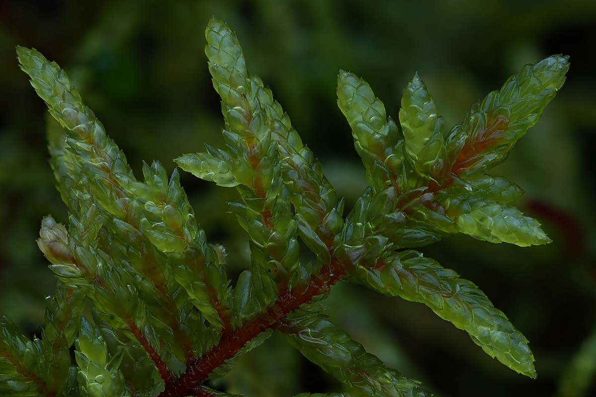 Pleurozium schreberi (door Arjan de Groot)