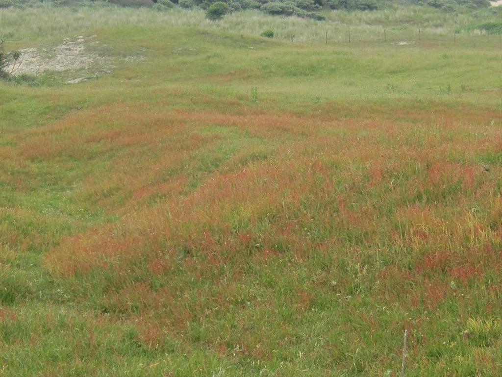 Rumex acetosella (door Grada Menting)