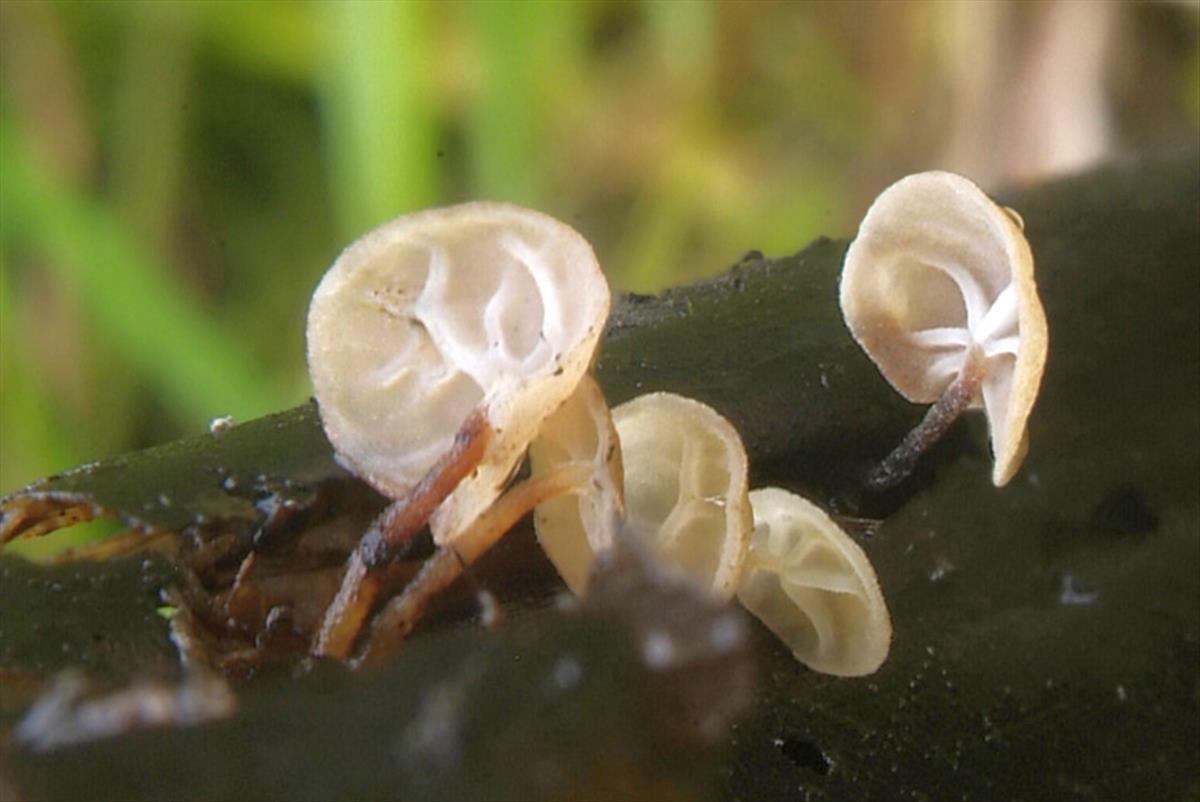 Gloiocephala menieri (door Marion van der Vegte)