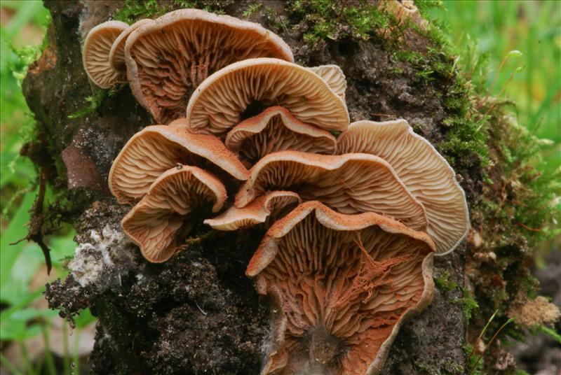 Entoloma byssisedum (door Henk Remijn)