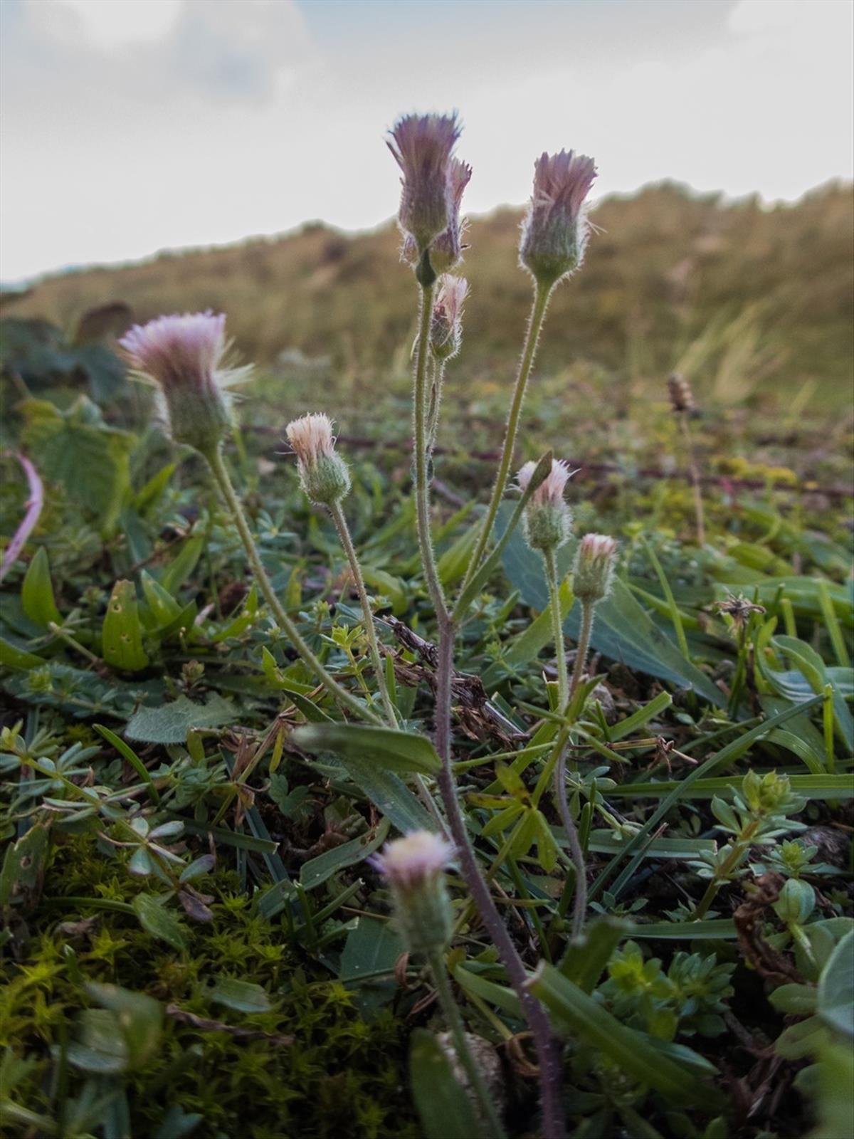 Erigeron acris (door Peter Hegi)