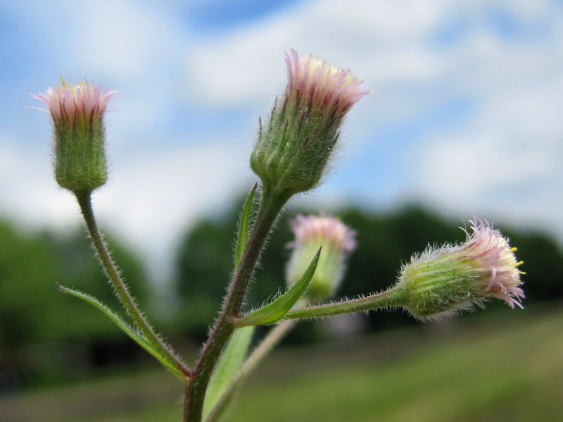 Erigeron acris (door Grada Menting)