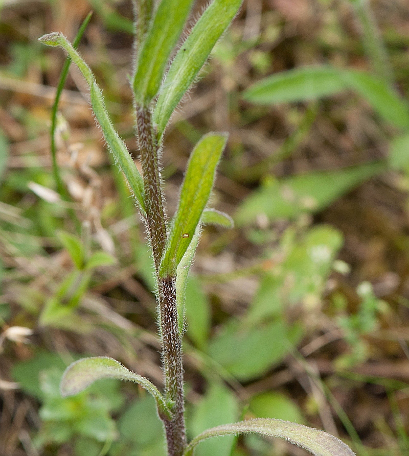 Erigeron acris (door Wijnand van Buuren)