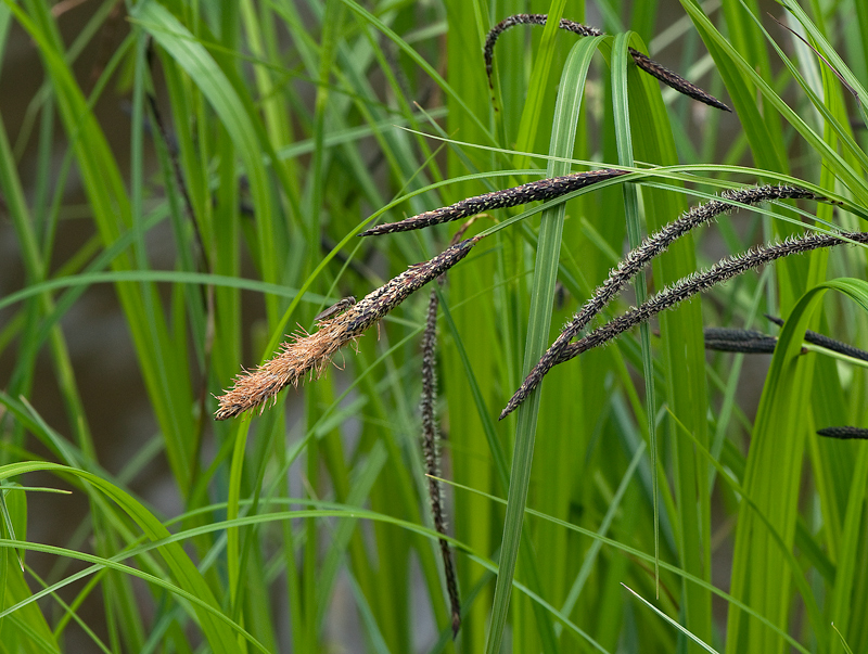Carex acuta (door Wijnand van Buuren)