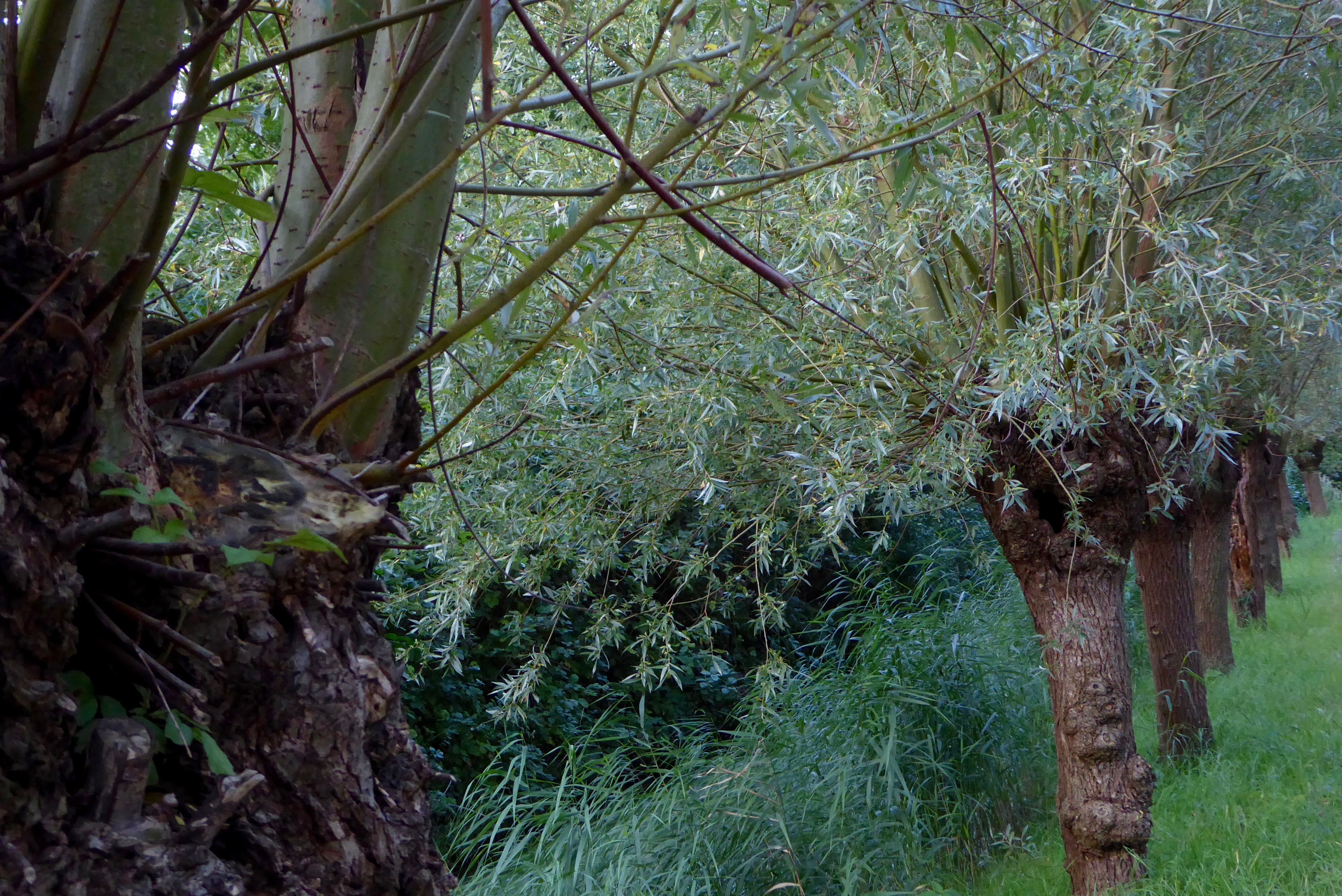 Salix alba (door Koen van Zoest)