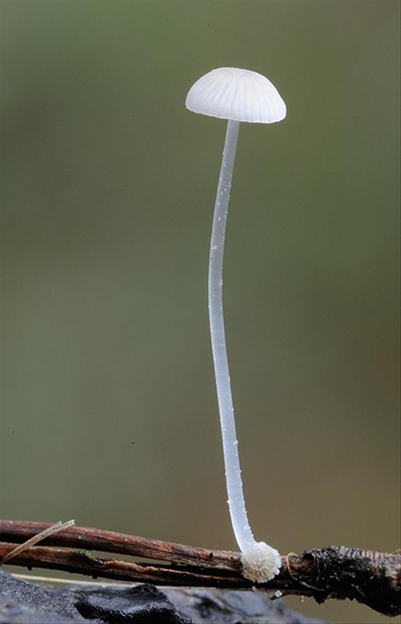 Mycena stylobates (door Kik van Boxtel)