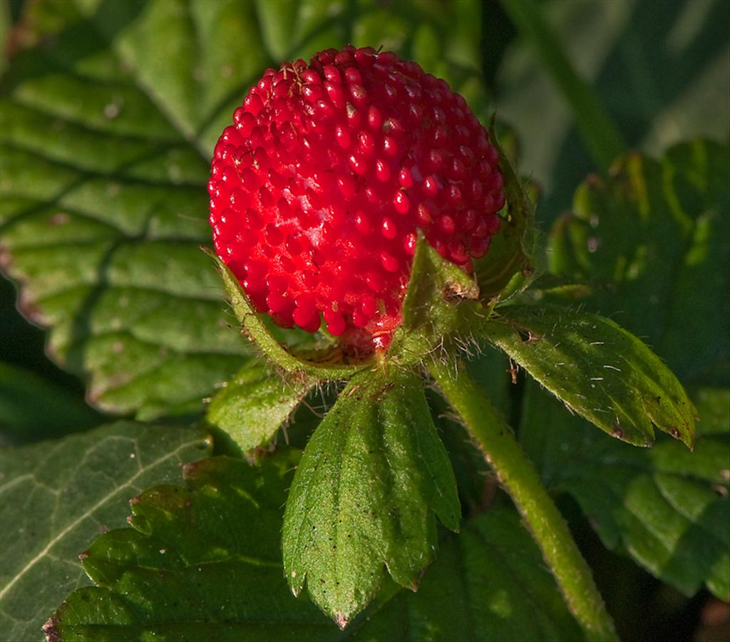 Potentilla indica (door Wijnand van Buuren)