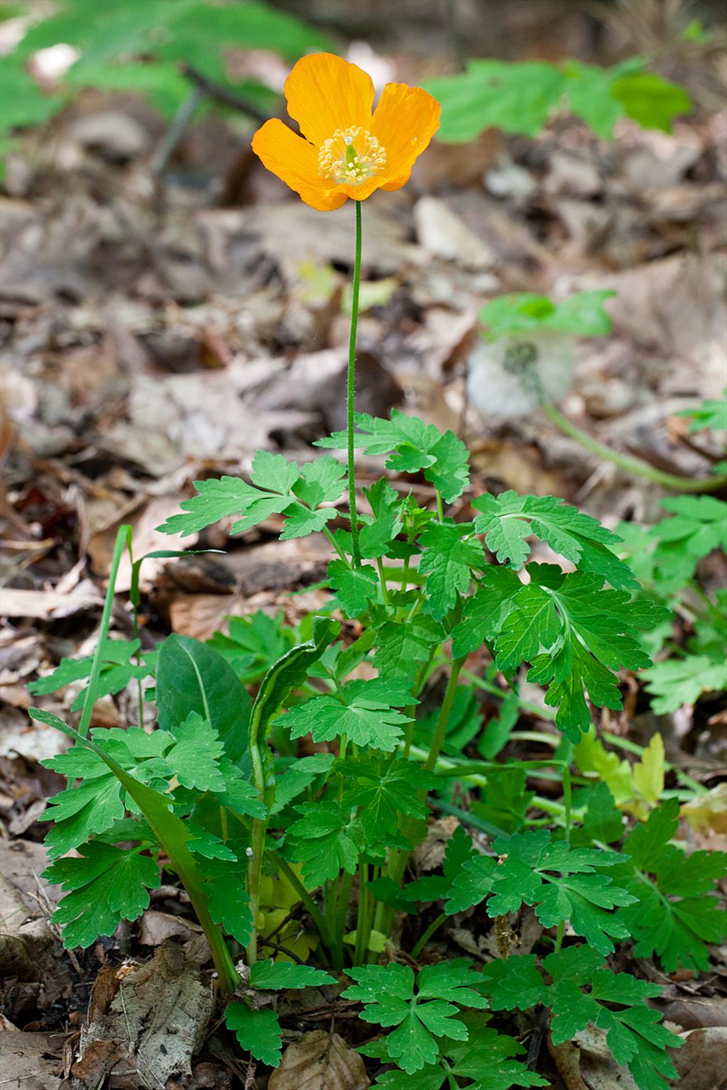 Papaver cambricum (door John Breugelmans)