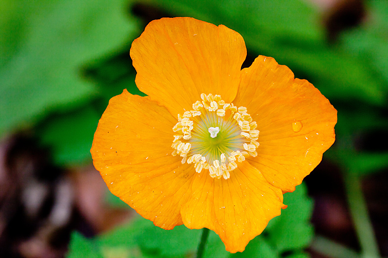 Papaver cambricum (door John Breugelmans)