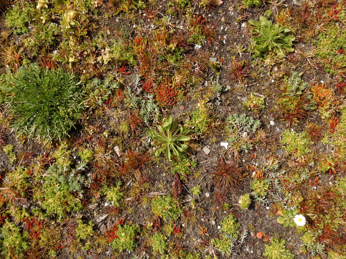 Bombycilaena erecta (door Ed Stikvoort | Saxifraga.nl)