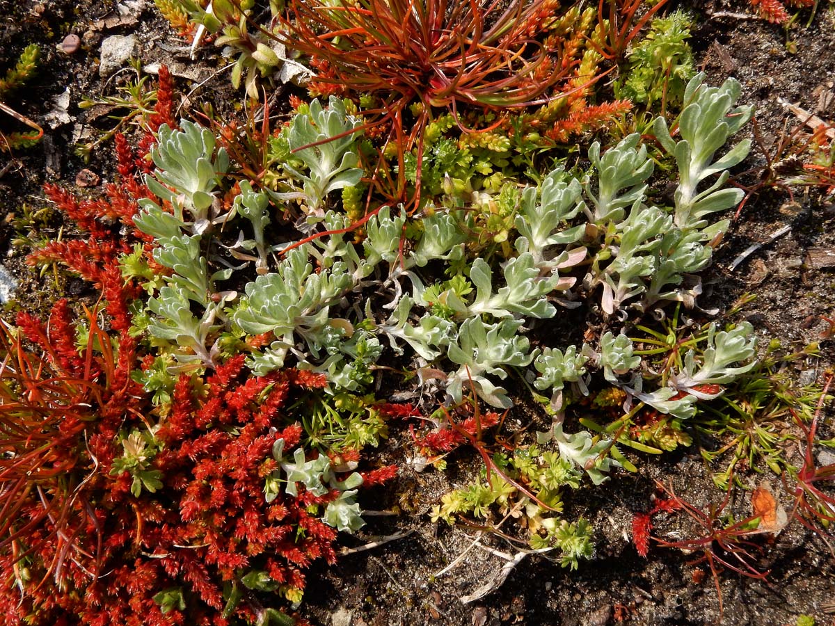 Bombycilaena erecta (door Ed Stikvoort | Saxifraga.nl)