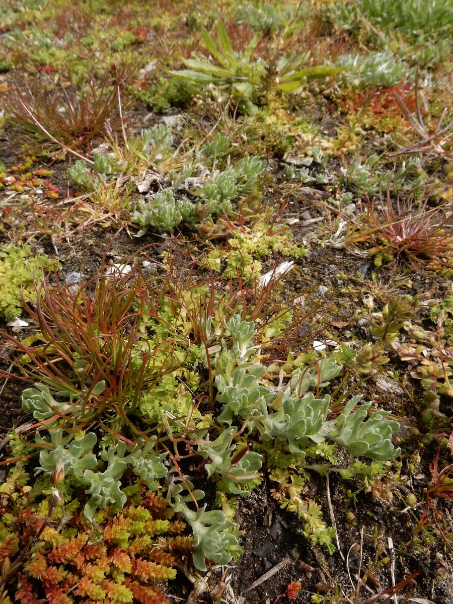 Bombycilaena erecta (door Ed Stikvoort | Saxifraga.nl)