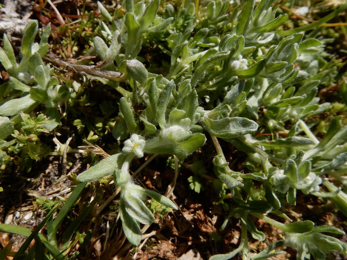 Bombycilaena erecta (door Ed Stikvoort | Saxifraga.nl)