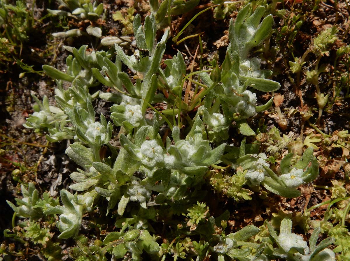 Bombycilaena erecta (door Ed Stikvoort | Saxifraga.nl)