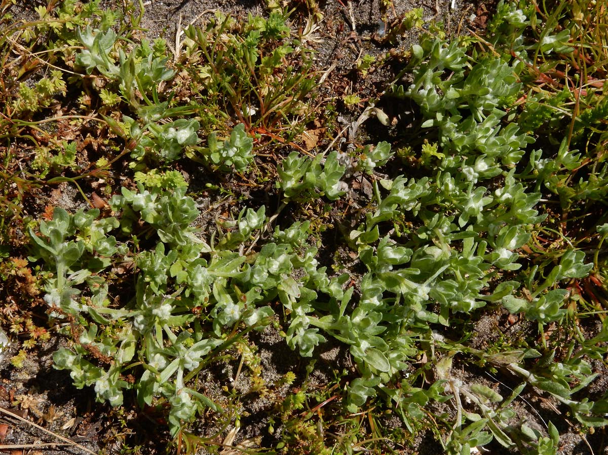 Bombycilaena erecta (door Ed Stikvoort | Saxifraga.nl)