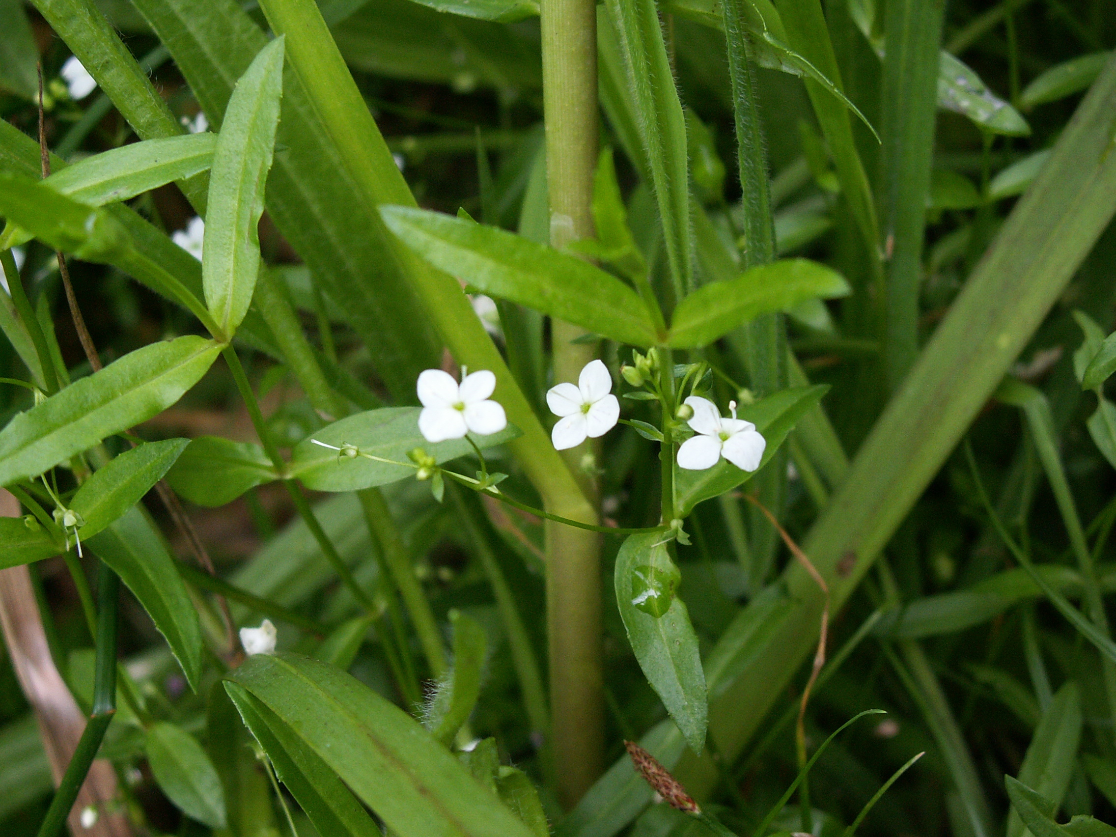 Veronica scutellata (door Han Beeuwkes)