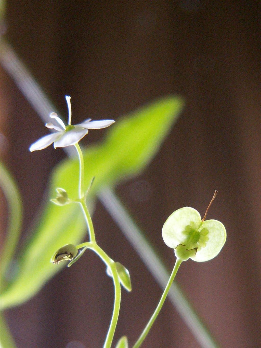 Veronica scutellata (door Han Beeuwkes)