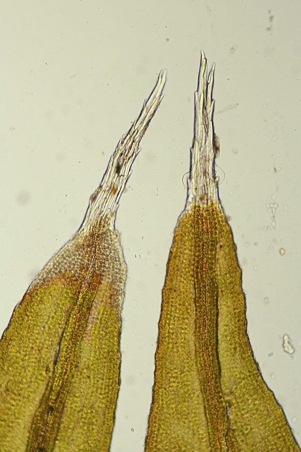 Schistidium crassipilum (door Jan Kersten)