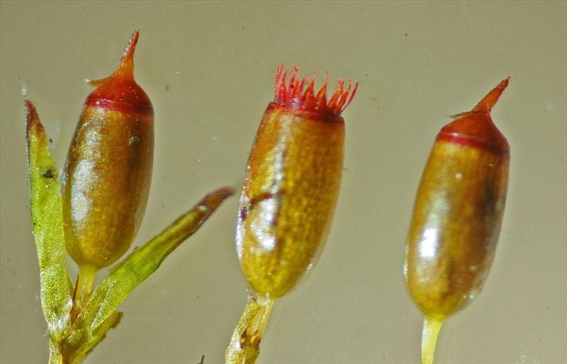 Schistidium crassipilum (door Jan Kersten)