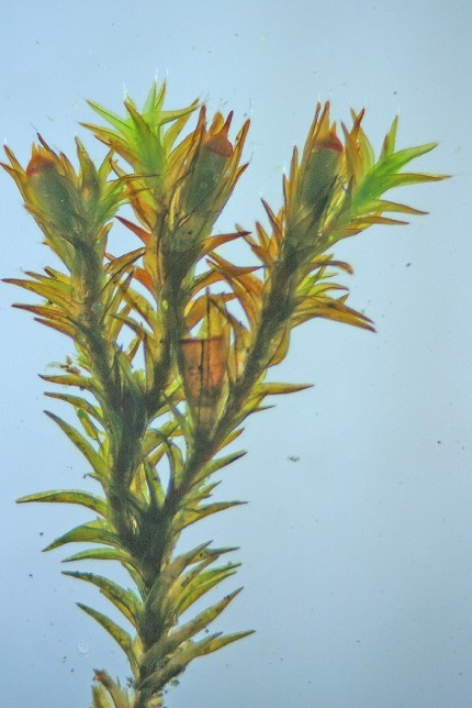 Schistidium crassipilum (door Jan Kersten)