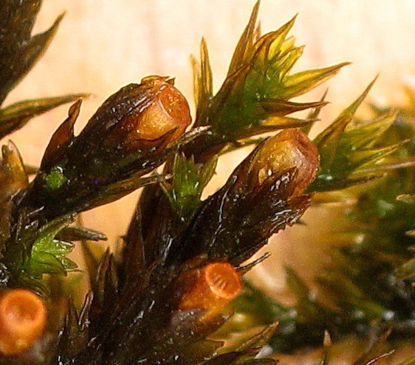 Orthotrichum cupulatum (door Andrew Spink)