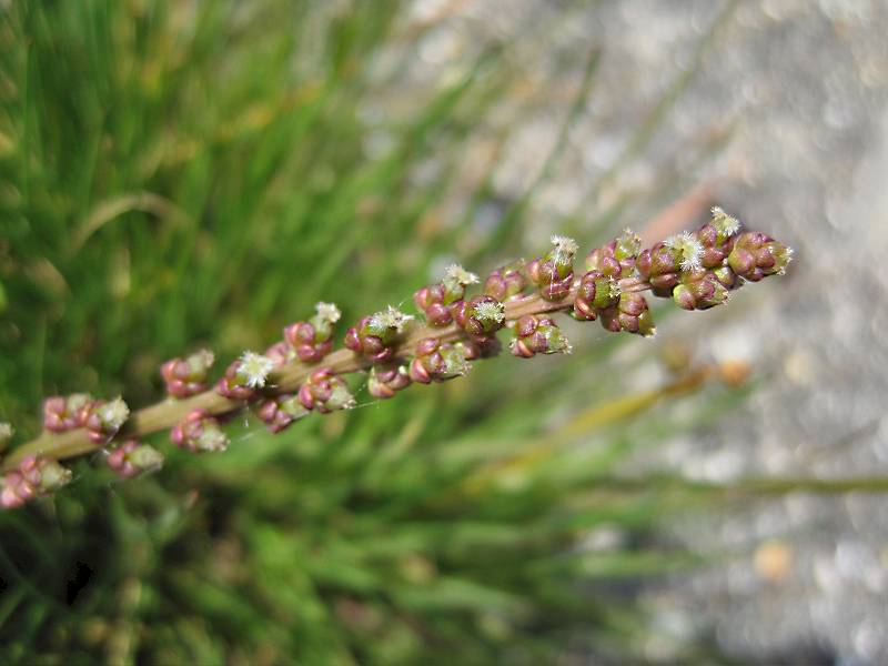 Triglochin maritima (door Grada Menting)