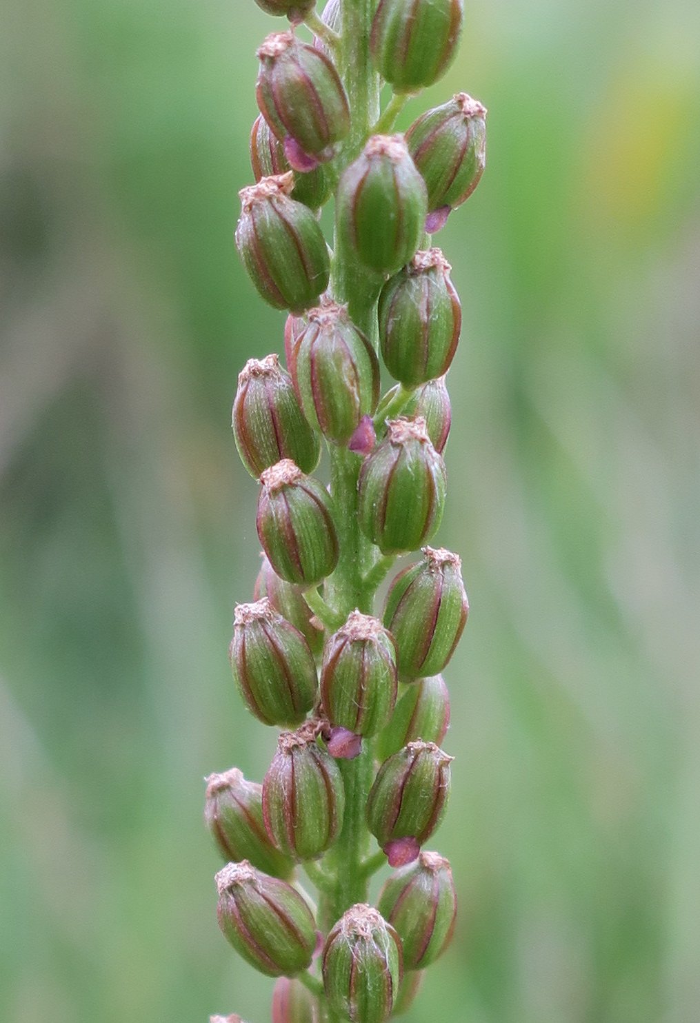 Triglochin maritima (door Grada Menting)