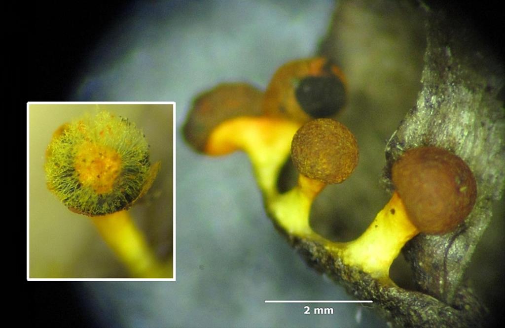 Physarum schroeteri (door Marian Jagers)