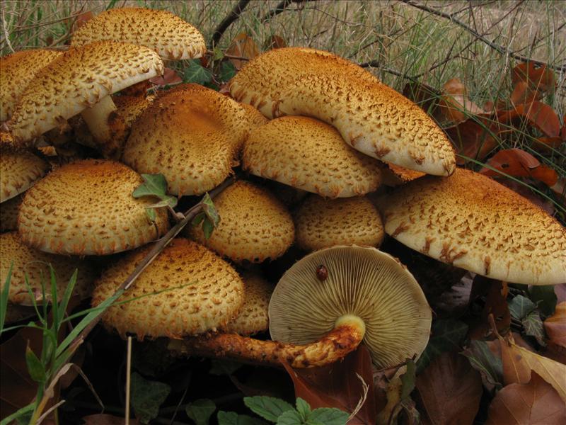 Pholiota squarrosa (door Hannie Wijers)