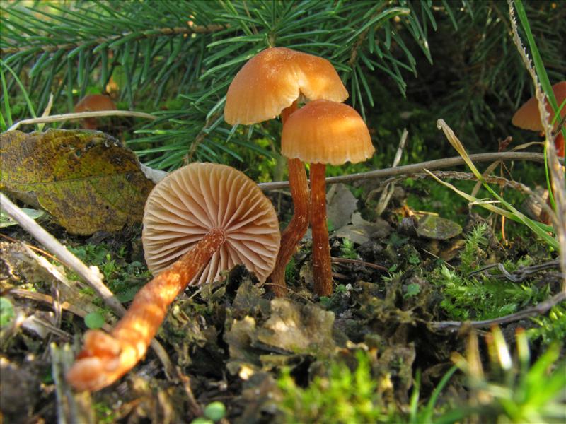 Laccaria proxima (door Hannie Wijers)