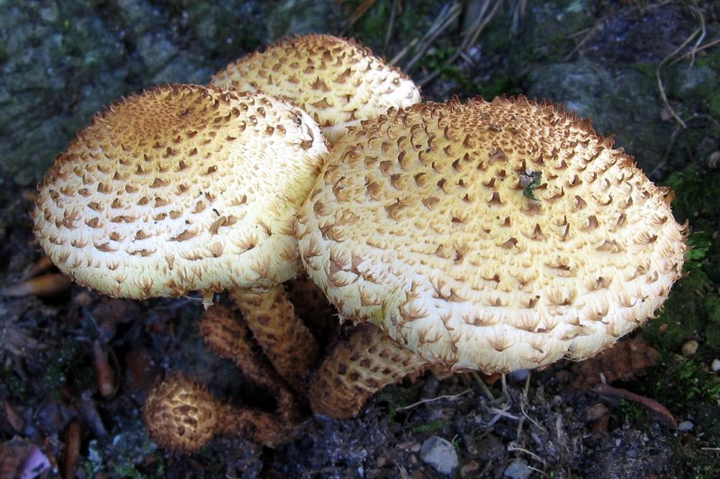 Pholiota squarrosa (door Gio van Bernebeek)